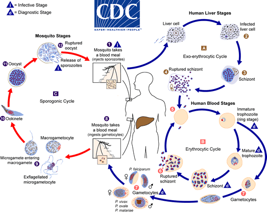 Malaria levenscyclus diagram